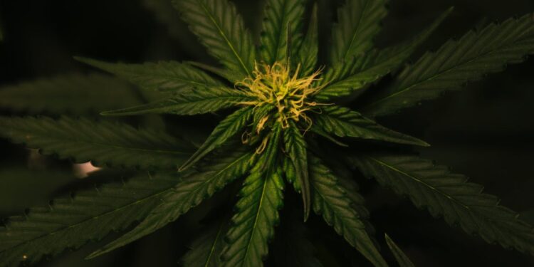 CBD olie til hund: En omfattende guide